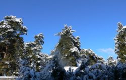 winter in frohnau 20101217 1071623427