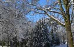 winter in frohnau 20101217 1661527305